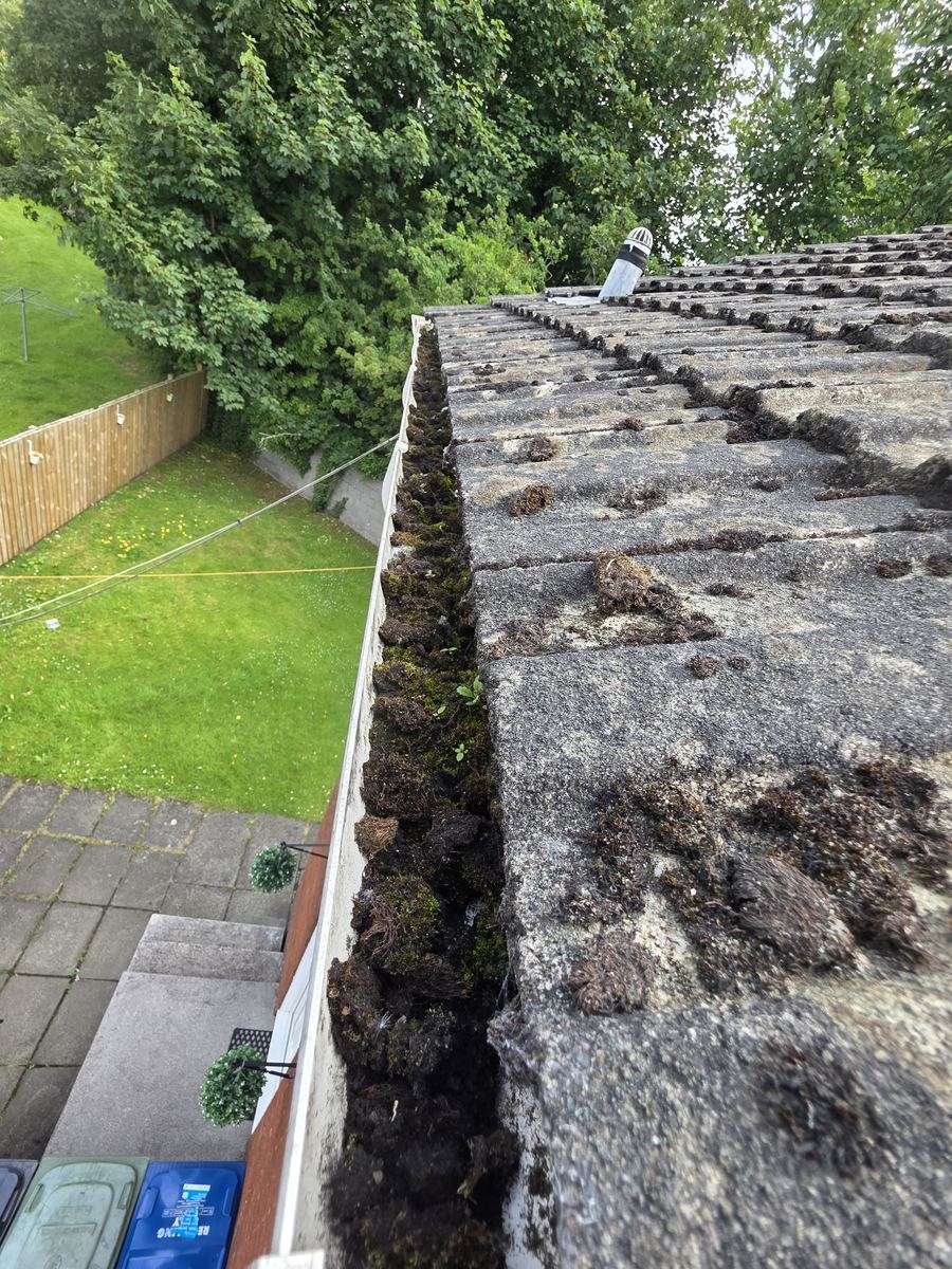 Gutter full of moss before clearing